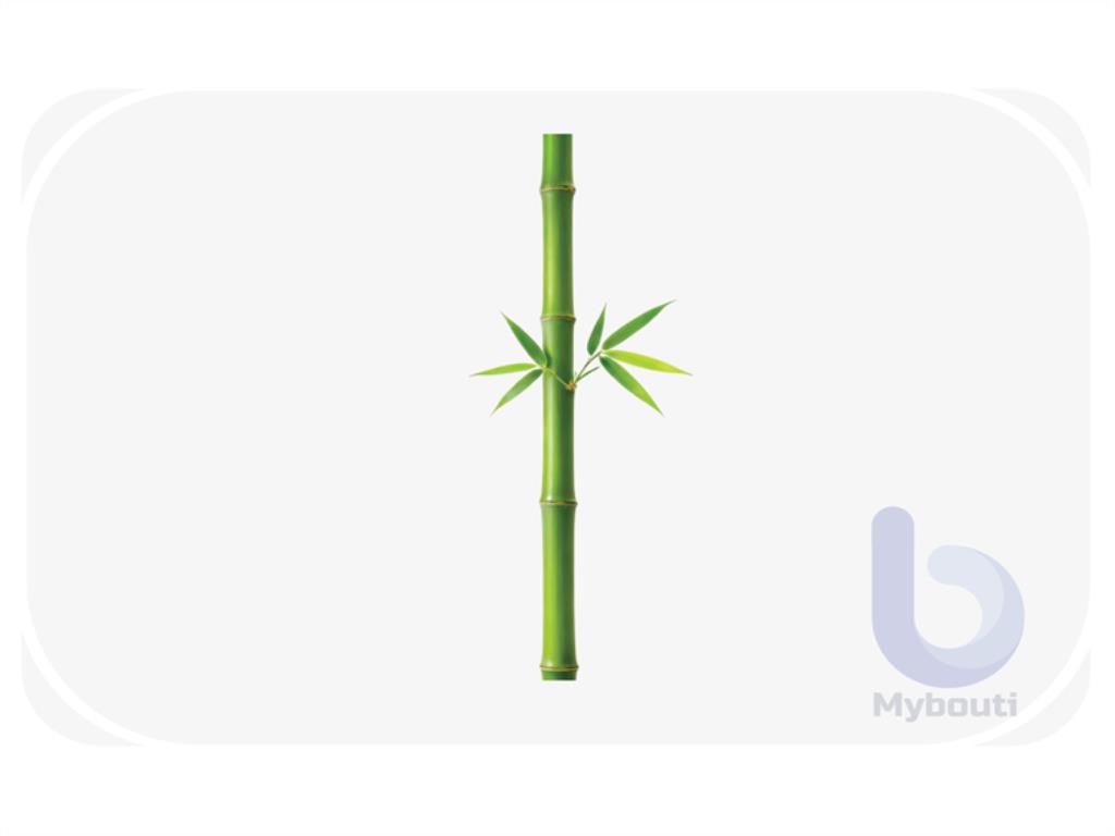 bamboo